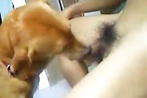 cunt,dog porn