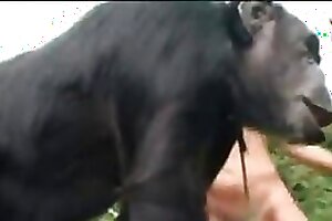 Zoo Sex